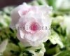African Violet WATERMELON SNOW